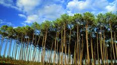 La forêt de pins de Seignosse